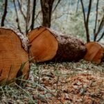 L'UE assouplit la loi sur la déforestation pour les PME et supprime le cuir de la norme