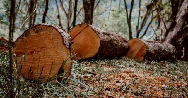 UE relaja la ley de deforestación a las pymes y retira el cuero de la norma