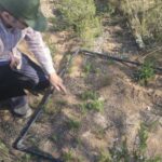 L'apparition de l'Ammochloa palaestina dans la Région de Murcie renforce la valeur écologique de l'Altiplano