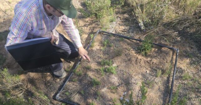Ammochloa palaestina en la Región de Murcia en la Sierra del Serral de Yecla