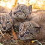 L'élevage du lynx ibérique en 2026 confirme le plus grand succès international en matière de conservation animale en Espagne