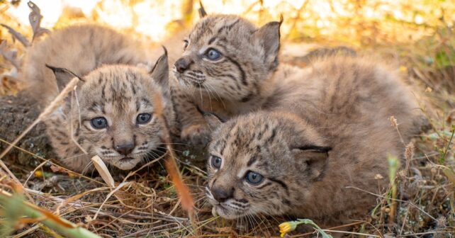 Cría del lince ibérico en 2026 con nuevos cachorros en El Acebuche y Zarza de Granadilla