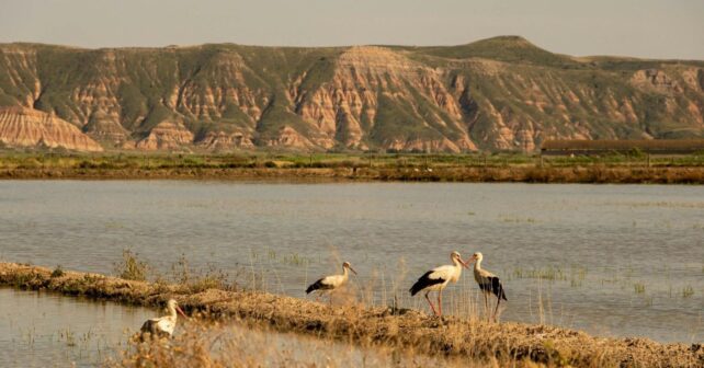 el incendio de Doñana amenaza cientos de especies protegidas entre pinares y sabinares