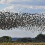 La Journée mondiale des oiseaux migrateurs 2026 et son importance mondiale : le rôle clé de ces espèces sur la planète
