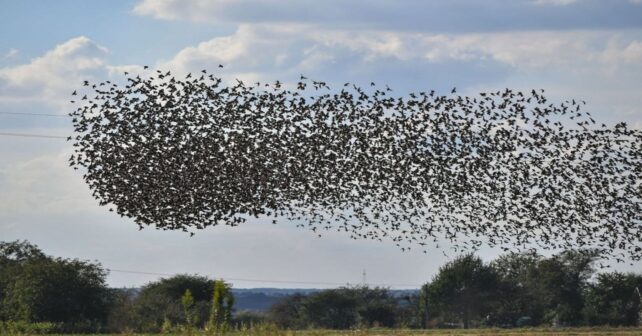 Día Mundial de las Aves Migratorias 2026 y su importancia global con aves en vuelo