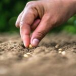 La biodiversité des sols est « vitale » pour les cultures et les humains contre les agents pathogènes et agit comme un bouclier naturel