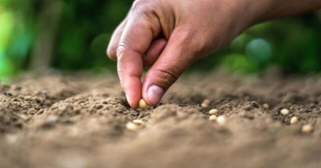 La biodiversidad del suelo es 'vital' para cultivos y humanos frente a patógenos según nuevos estudios científicos