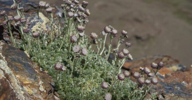 Manzanilla de Sierra Nevada en peligro de extinción creciendo entre rocas de alta montaña.