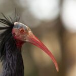 La découverte inattendue d'un ibis ermite à Cabañeros surprend les experts en conservation