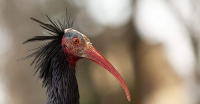 ibis eremita herido en España durante su recuperación veterinaria