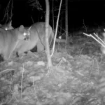 La famille Cougar devient virale pour s'être présentée dans les endroits les moins probables