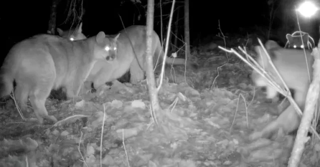 La famille des couguars capturée la nuit.
