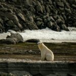 La grippe aviaire détectée chez un ours polaire dans l'Arctique