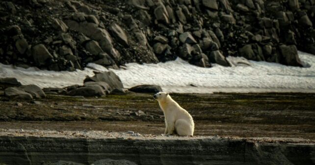 Detectan gripe aviar en oso polar