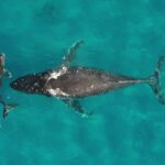 La guerre à Ormuz tue silencieusement les baleines à cause du bruit sous-marin et des explosions
