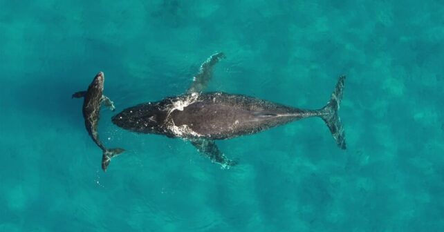 La guerra en Ormuz está matando a las ballenas en silencio por el ruido submarino