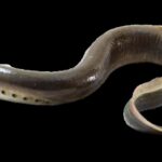 La lamproie marine en danger d'extinction de la Rivera de Huelva apparaît dans l'un des derniers corridors fluviaux reliés à la mer
