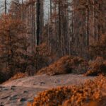 La mémoire des écosystèmes redéfinit la prévention des incendies en Europe et transforme la gestion forestière