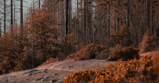 La memoria de los ecosistemas redefine la prevención de incendios en Europa