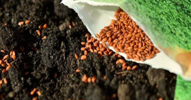 La policía impide la venta de semillas de especies invasoras en tiendas de Canarias tras una operación ambiental