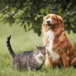 La psychologie suggère que les personnes qui préfèrent vivre avec des chats plutôt qu’avec des chiens ont tendance à valoriser davantage l’indépendance et les espaces personnels.