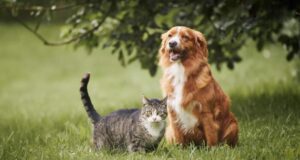 Perro y gato juntos en el jardín relacionados con un estudio de psicología sobre personalidad y mascotas.