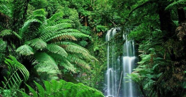 regeneración natural de los bosques tropicales con biodiversidad recuperada