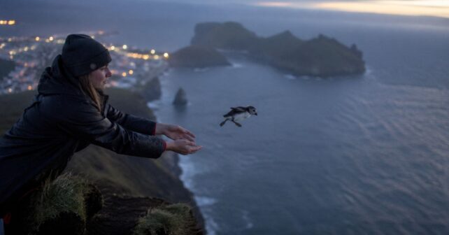 Rescate de puffling en acantilado de Islandia durante su primer vuelo desorientado por la luz artificial.
