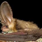 La surveillance environnementale à Riotinto augmente la population de chauves-souris protégées à plus de 400 individus