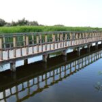 Las Tablas de Daimiel dans un état optimal, mais l'aquifère du Haut Guadiana ne s'est pas encore rétabli après des décennies de surexploitation des eaux souterraines
