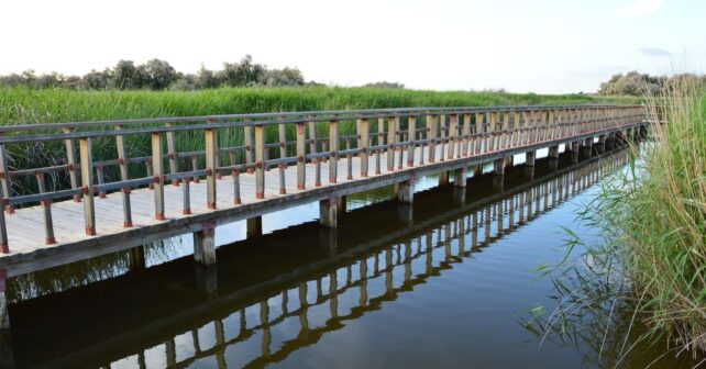 Las Tablas de Daimiel en estado óptimo pero el acuífero del Alto Guadiana no acaba de recuperarse