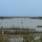 Le Congrès approuve la restauration du fleuve Guadiamar pour sauver Doñana après des années de détérioration environnementale
