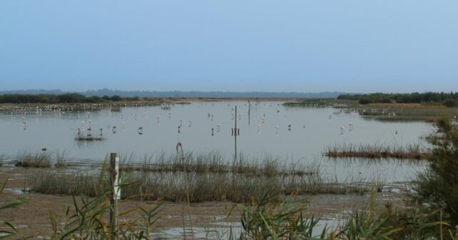 el Congreso aprueba restaurar el río Guadiamar para salvar Doñana y frenar la crisis hídrica