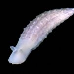 Le Japon explore l'océan à 9 000 mètres de profondeur et découvre une forme de vie qui ne rentre dans aucun groupe biologique connu.