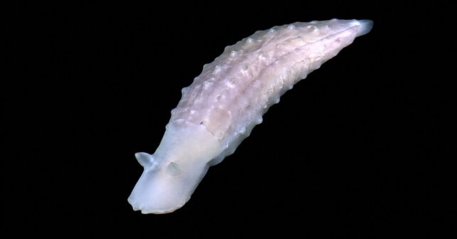 Criatura desconocida hallada a 9000 metros de profundidad en el océano cerca de Japón durante una expedición científica.