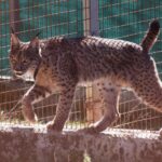 Le Portugal et l'Espagne scellent une alliance historique pour la réintroduction du lynx ibérique dans un plan qui ouvre un nouveau cycle pour la faune de la péninsule ibérique