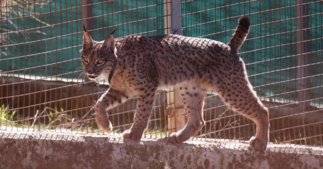 Lince ibérico en una zona cercada del programa de reintroducción impulsado por España y Portugal.