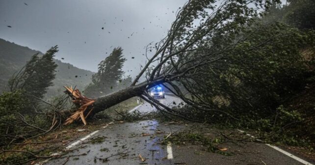 Árbol caído bloqueando una carretera tras el temporal de viento en los bosques del Ripollès.