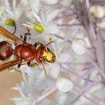Le frelon oriental menace les abeilles et inquiète le secteur apicole andalou en raison de son expansion rapide