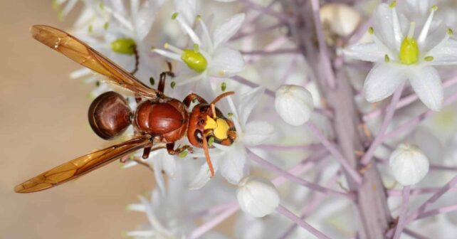 Avispón oriental amenaza a las abejas y preocupa al sector apícola andaluz