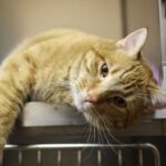 Le problème de la survaccination des animaux de compagnie en Espagne : les vétérinaires mettent en garde sur la santé des animaux
