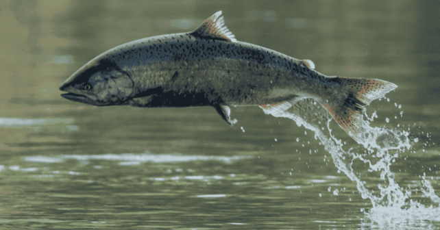 salmón en peligro de extinción en Asturias