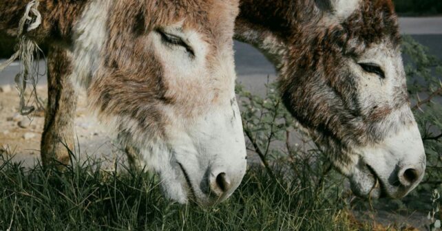 burros bomberos de Doñana desbrozando pasto seco en el parque natural