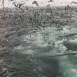 Les biologistes appellent à une solution urgente car des milliers d'albatros meurent après s'être accrochés aux hameçons des pêcheurs alors qu'ils essayaient de manger