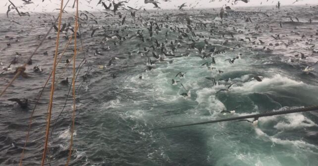 Miles de aves marinas y albatros siguiendo un barco pesquero durante una jornada de pesca con palangre en Perú.