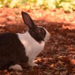 Les biologistes crient au ciel pour que la race indigène des îles Baléares soit en danger critique de disparition : il ne reste que 180 spécimens et ils deviennent apparentés les uns aux autres.
