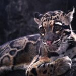 Les caméras de surveillance capturent l'un des prédateurs les plus rares de la jungle en train de faire quelque chose sans précédent qui change ce que l'on savait de l'espèce.