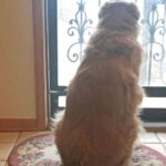 Les chiens ont un sixième sens qui leur permet de savoir quand leurs propriétaires sont sur le point de rentrer à la maison et les experts conviennent qu'il y a plusieurs facteurs à l'origine de ce phénomène.