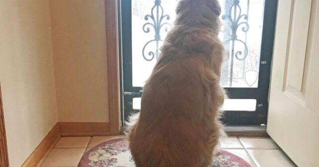 Perro esperando junto a la puerta de casa antes de que llegue su dueño.