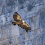Les couloirs écologiques qui garantissent le retour du gypaète barbu et relient les montagnes d'Espagne